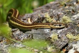 Types of Garter Snakes