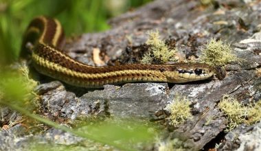 Types of Garter Snakes