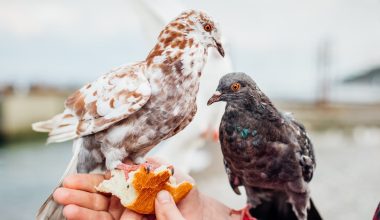 What Do Birds Eat