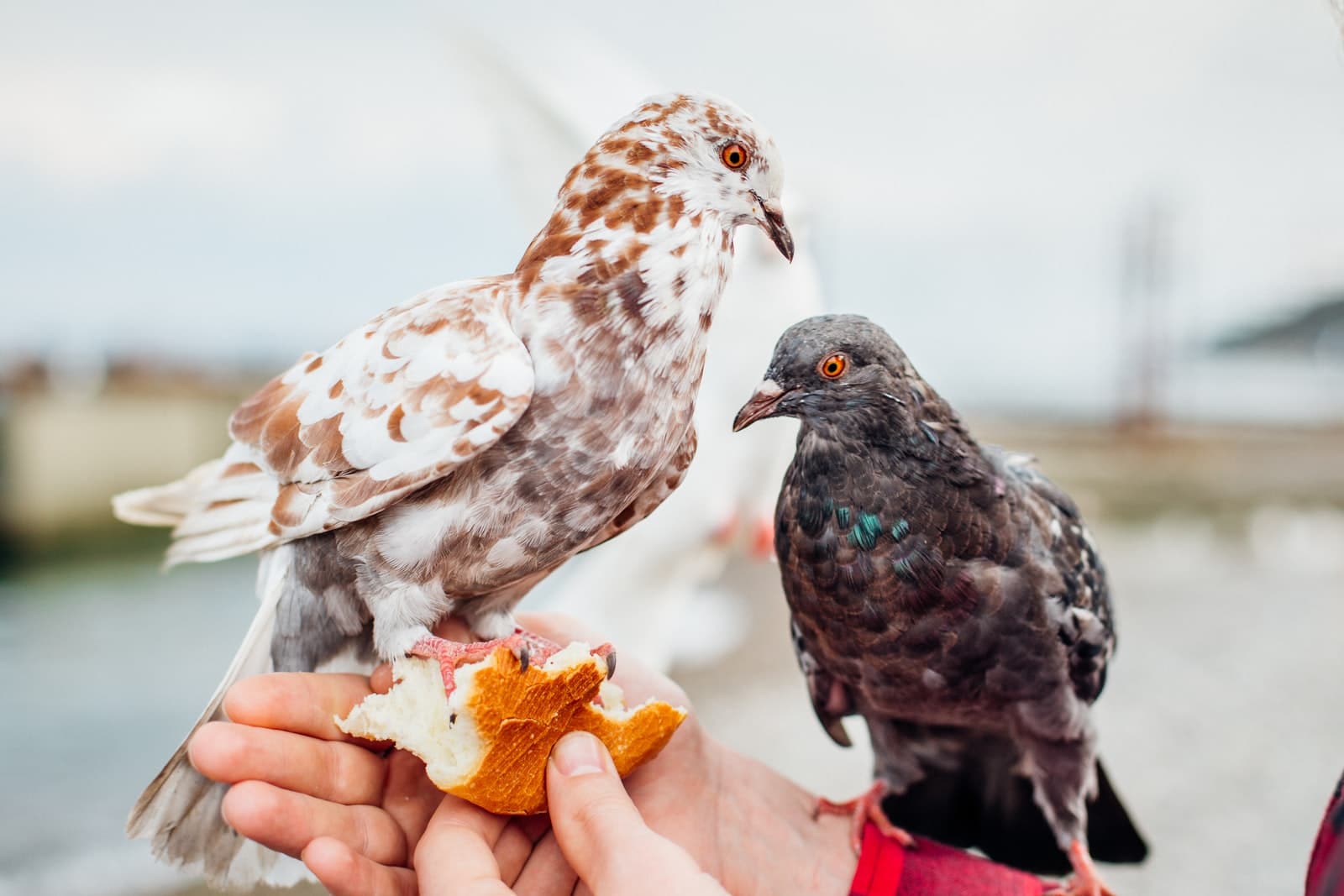 what-do-birds-eat-to-survive