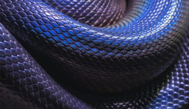 What Is Snakebite Envenoming?