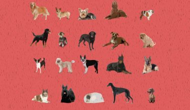 American Dog Breeds