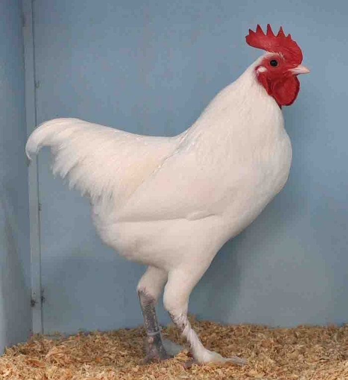 Australian Langshan Chicken