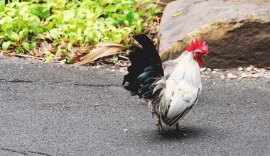 Bantam Chicken Breeds