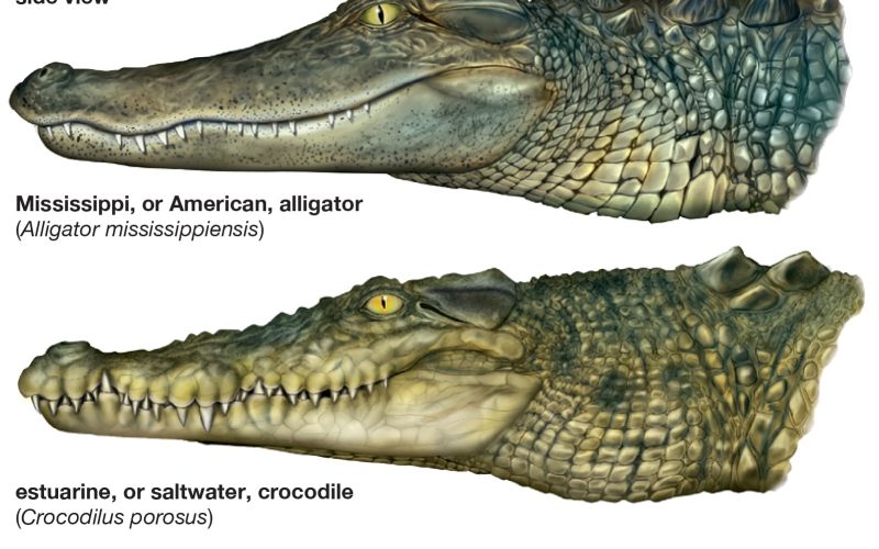 Difference Between Alligators and Crocodiles