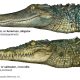 Difference Between Alligators and Crocodiles
