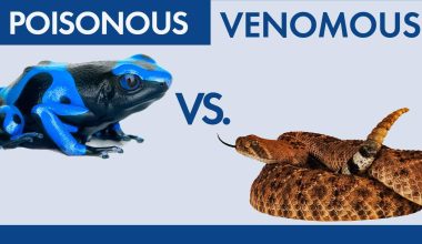 Difference Between Venomous and Poisonous