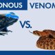 Difference Between Venomous and Poisonous
