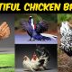 Exotic Chicken Breeds
