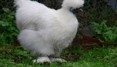 Fluffy chicken breeds