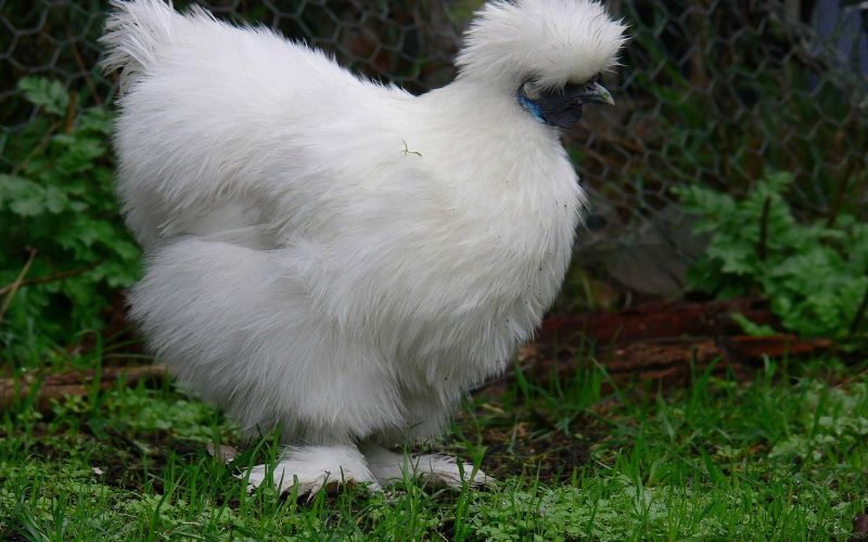 Fluffy chicken breeds