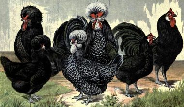French chicken breeds