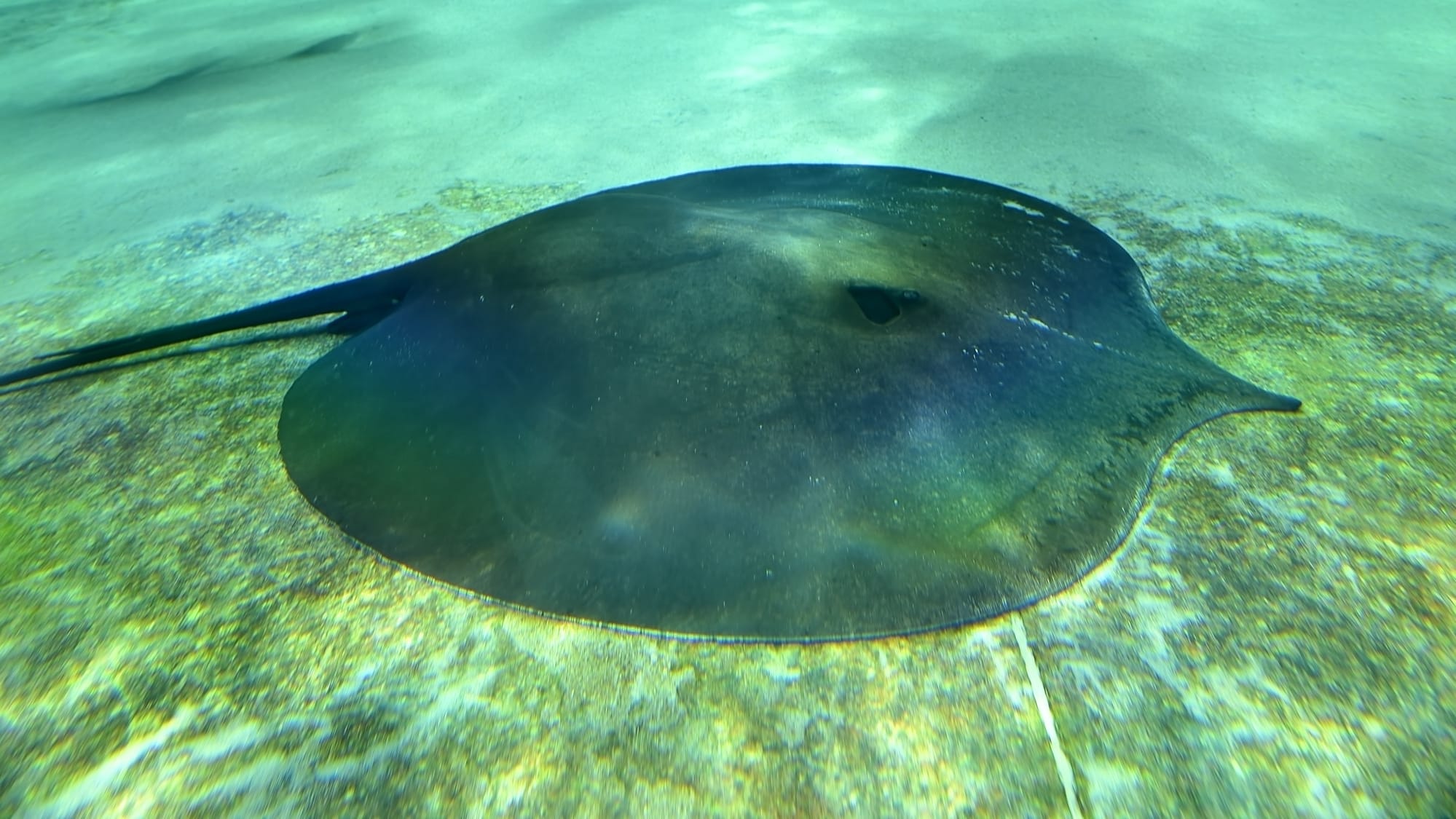 Giant Freshwater Stingray