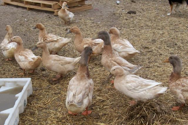 Golden Cascade duck