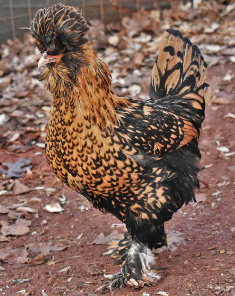 Pavlovskaya Chicken