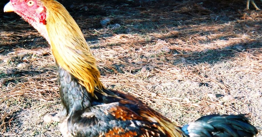 Saipan Jungle Fowl