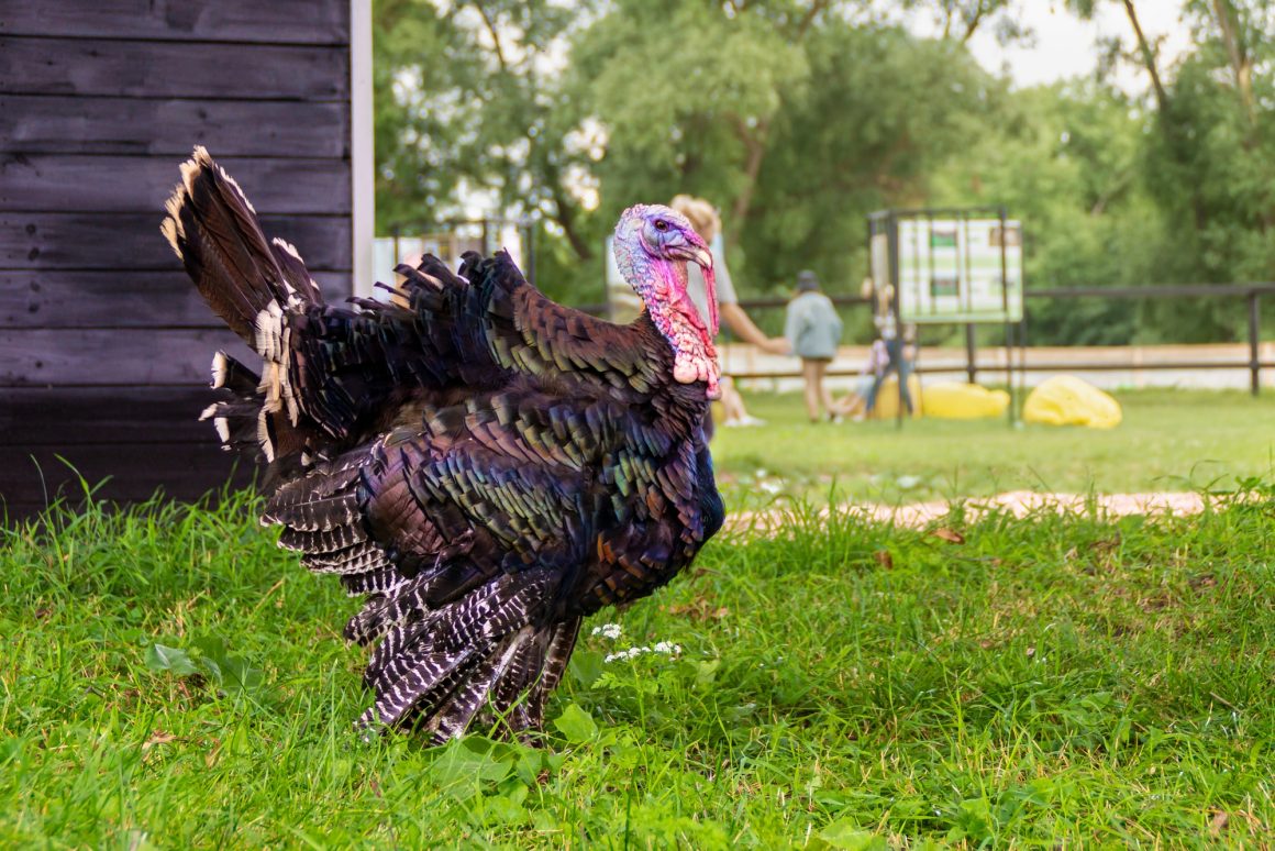 9 Best Turkey Breeds for Meat (With Pictures)