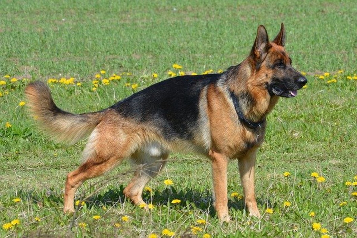 West-German Working Line German Shepherd