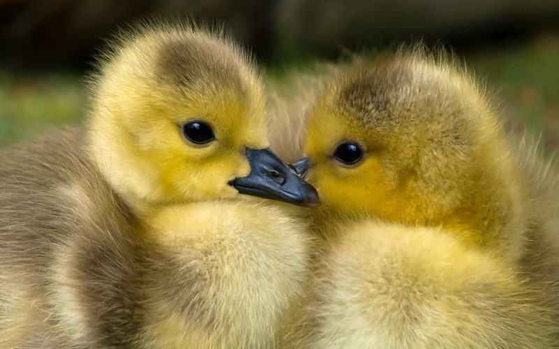 Best Duck Breeds for Pets
