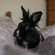 Black Rabbit Breeds