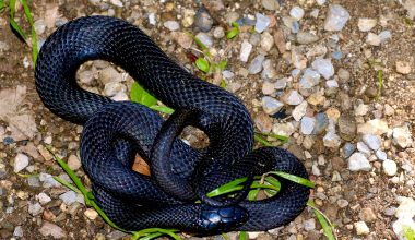 Black Snakes in Pennsylvania