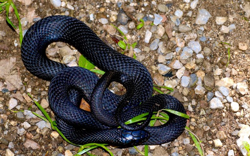 Black Snakes in Pennsylvania
