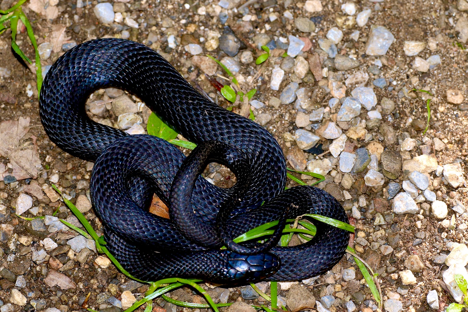 Black Snakes In Pennsylvania 