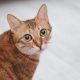 Brown Cat Breeds