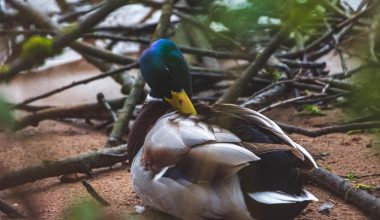 Colorful Duck Breeds