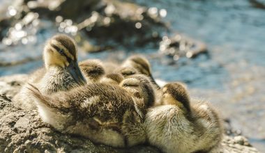 Common Duck Breeds