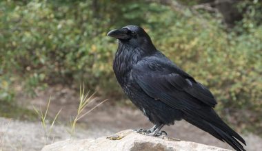 Difference Between Crow and Raven