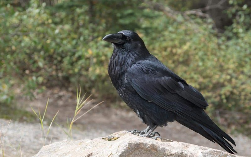 Difference Between Crow and Raven