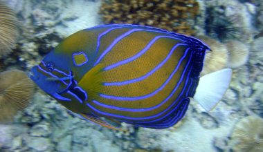 Different Types of Angelfish
