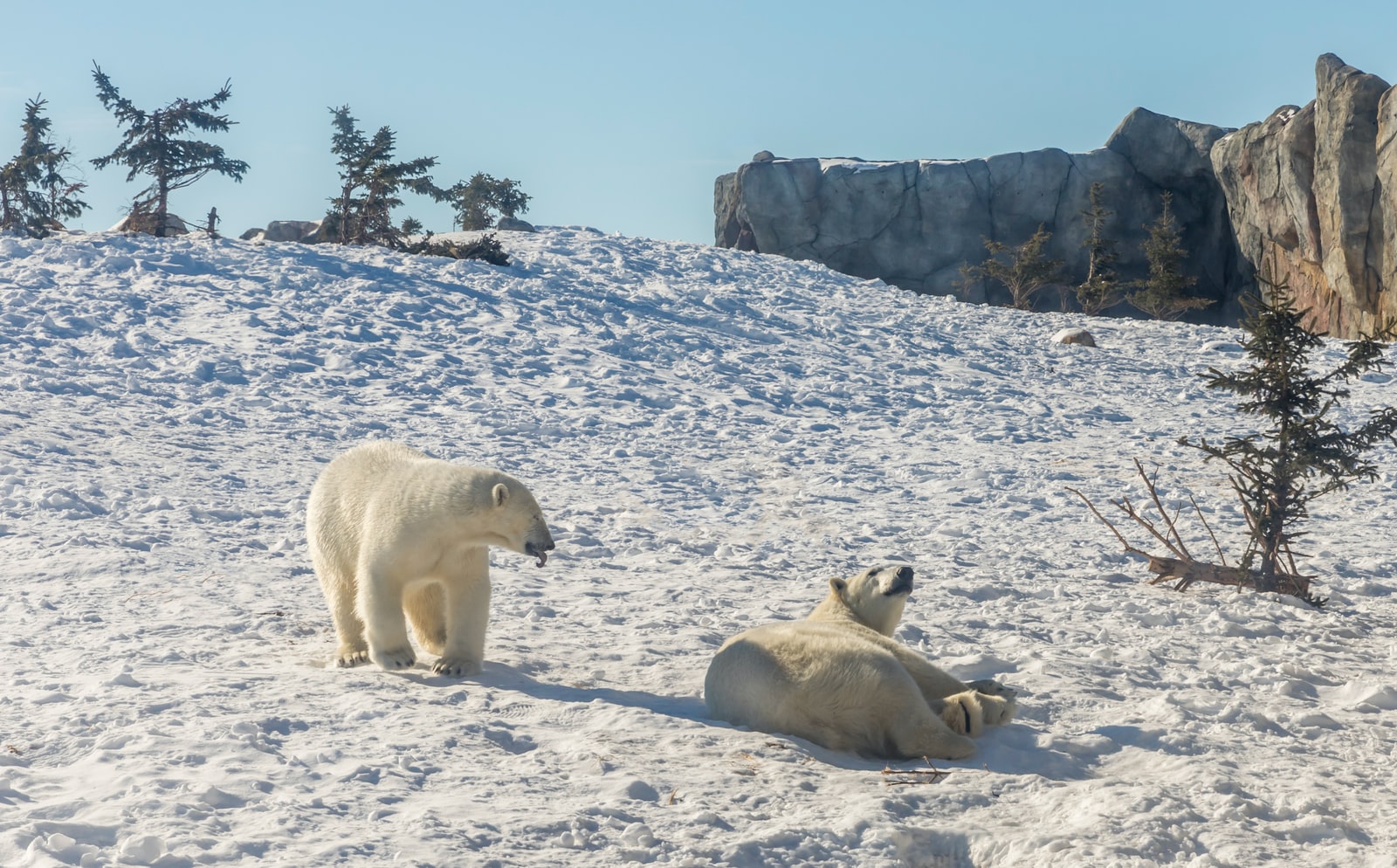 Different Types of Bears