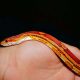 Different Types of Corn Snakes