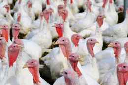Different Types of Domestic Turkey Breeds