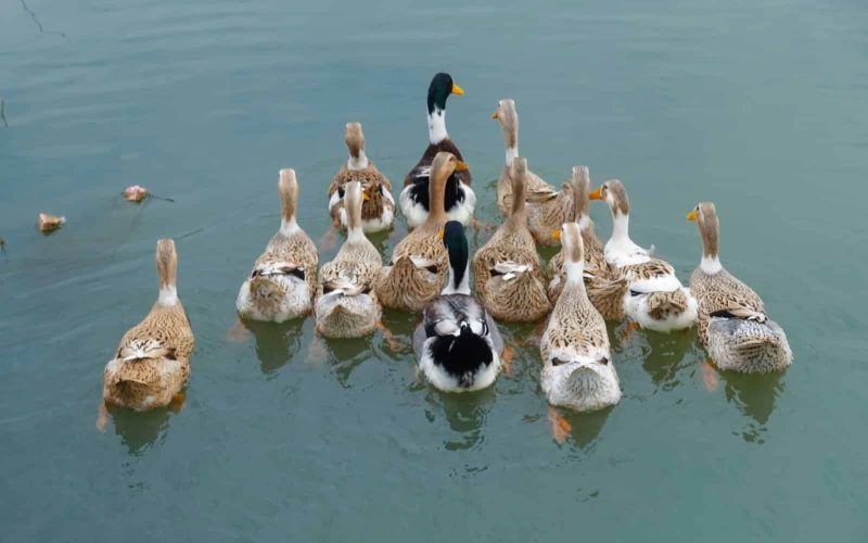 Different Types of Duck Breeds