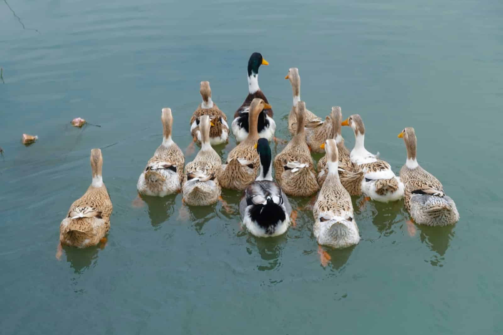 15 Different Types of Duck Breeds