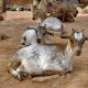 Different Types of Goat Breeds