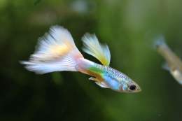 Different Types of Guppies
