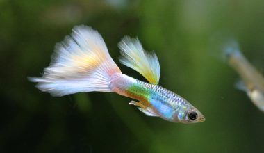 Different Types of Guppies