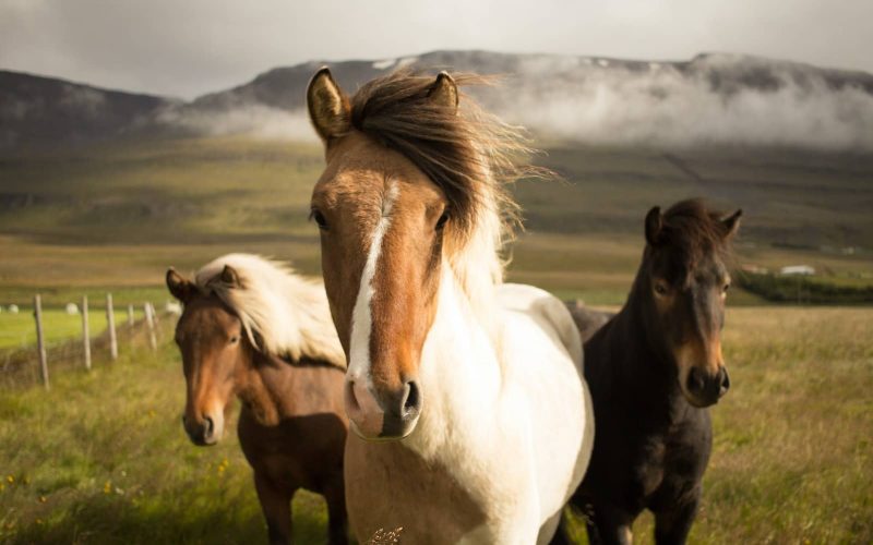 Different Types of Horse Breeds