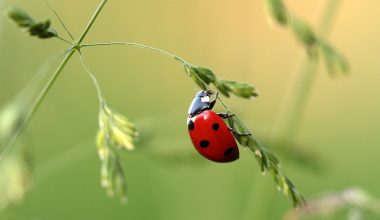 Different Types of Ladybugs