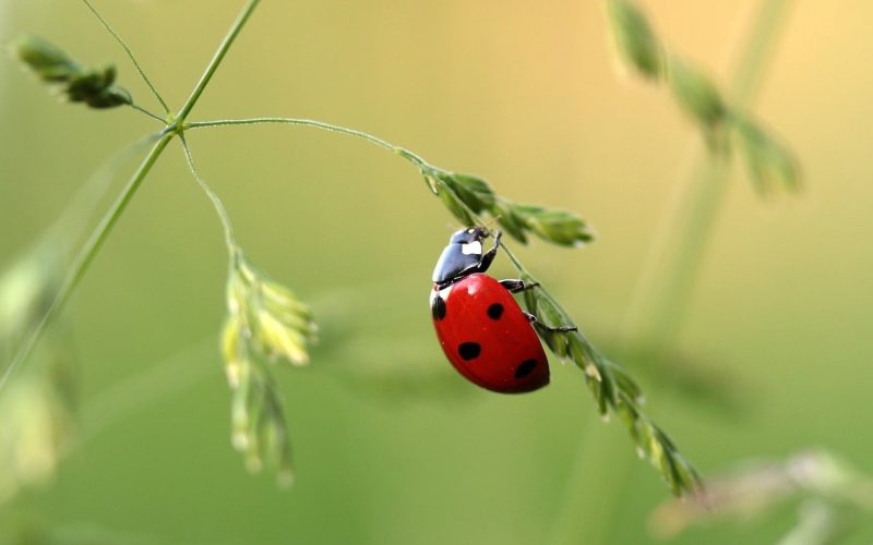Different Types of Ladybugs