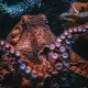 Different Types of Octopus