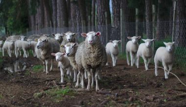 Different Types of Sheep Breeds