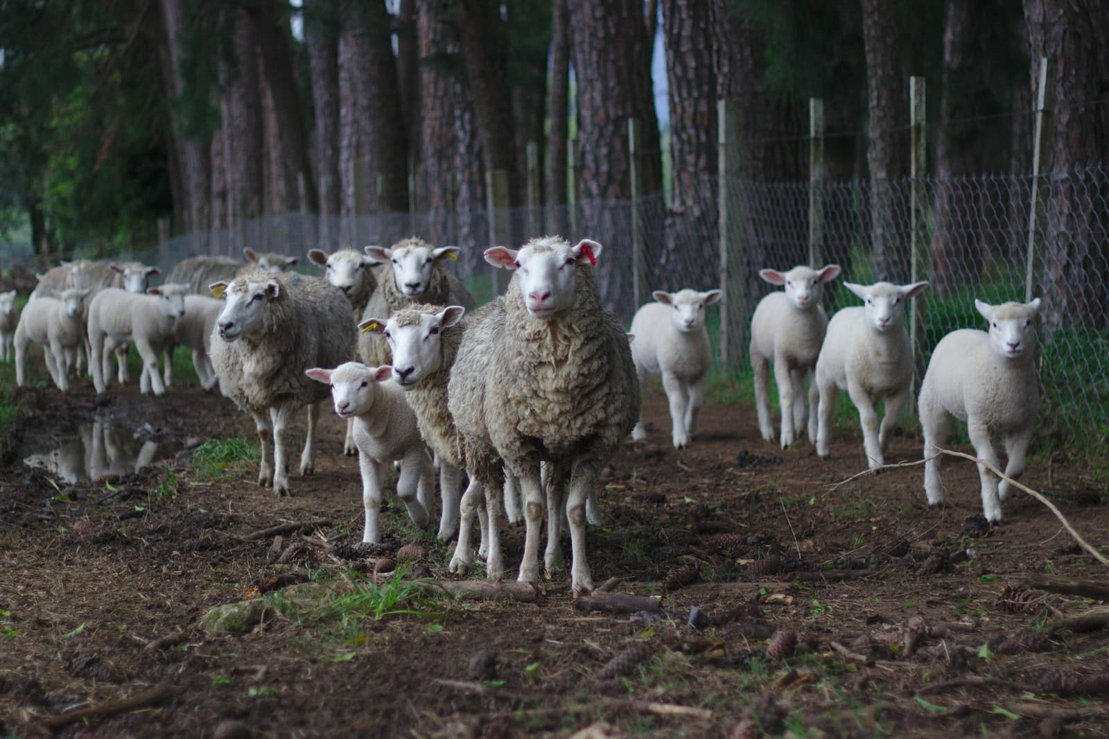 15 Different Types Of Sheep Breeds
