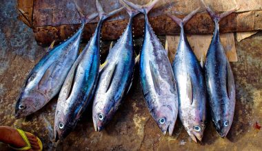 Different Types of Tuna Fish
