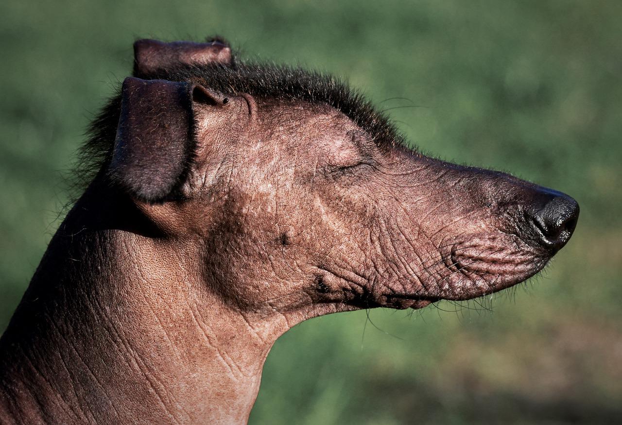 where do hairless dogs come from