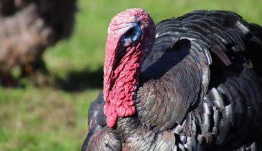 Heritage Turkey Breeds